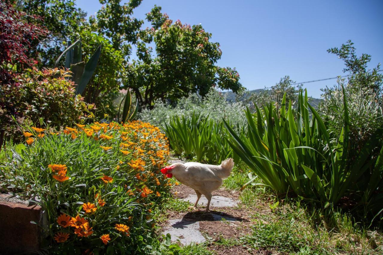 Pietrantica - Affittacamere Con Giardino Nuova Apertura A Trebiano -Citr Exteriör bild